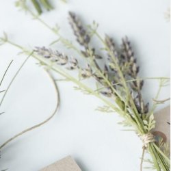 STILK / BLOMST LAVENDEL NUANCER