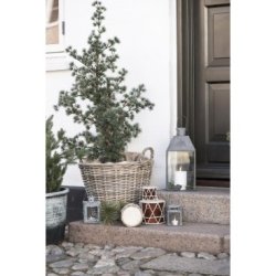 Tromme m�rkebrun - Ib Laursen 